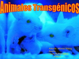 Animales Transgénicos Antonio  Alfonso Ndong Asumu Laura Muñoz Nafria 1ºbto A 