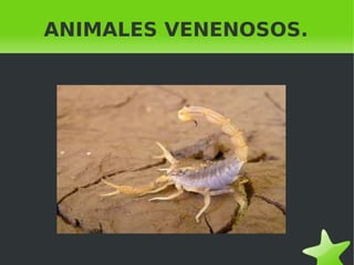 ANIMALES VENENOSOS.
 