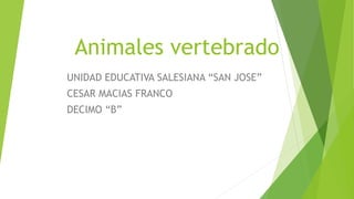 Animales vertebrado
UNIDAD EDUCATIVA SALESIANA “SAN JOSE”
CESAR MACIAS FRANCO
DECIMO “B”
 