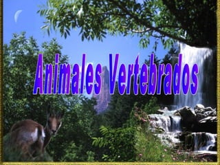 Animales Vertebrados 