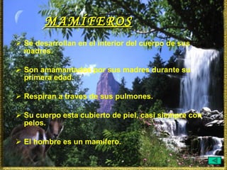 MAMÍFEROS   Se desarrollan en el interior del cuerpo de sus madres. Son amamantados por sus madres durante su primera edad. Respiran a traves de sus pulmones. Su cuerpo esta cubierto de piel, casi siempre con pelos. El hombre es un mamífero. 