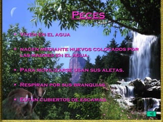Peces Viven en el agua  nacen mediante huevos colocados por las madres en el agua. Para movilizarse usan sus aletas. Respíran por sus branquias. Están cubiertos de escamas. 