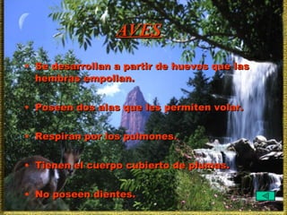 AVES Se desarrollan a partir de huevos que las hembras empollan. Poseen dos alas que les permiten volar. Respiran por los pulmones. Tienen el cuerpo cubierto de plumas. No poseen dientes. 