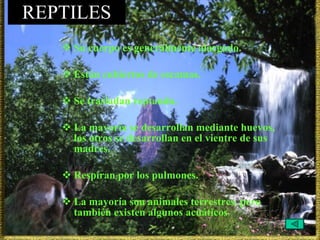 REPTILES Su cuerpo es generalmente alargado. Están cubiertos de escamas. Se trasladan reptando. La mayoría se desarrollan mediante huevos, los otros se desarrollan en el vientre de sus madres. Respiran por los pulmones. La mayoría son animales terrestres, pero también existen algunos acuáticos . 