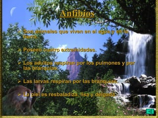 Anfibios Son animales que viven en el agua y en la tierra. Poseen cuatro extremidades. Los adultos respiran por los pulmones y por las branquias.  Las larvas respiran por las branquias. La piel es resbaladiza, lisa y delgada . 