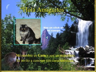   Mi nombre es  Gato  y soy un mamífero. Te invito a conocer mis características. “ Hola Amiguitos” Haz un click en mi cuerpo 