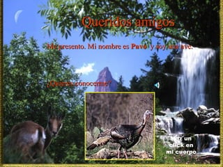 Queridos amigos Me presento. Mi nombre es  Pavo  y soy una ave. ¿Quieres conocerme? Haz un click en mi cuerpo 