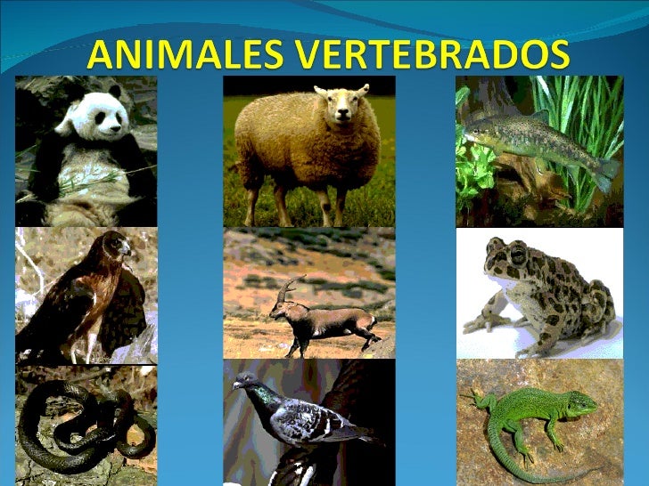 Resultado de imagen para animales vertebrados
