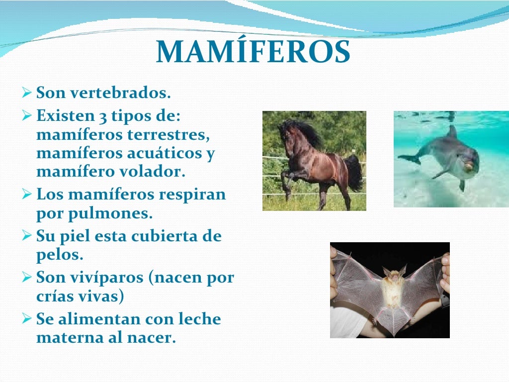 Animal Vertebrado Que Voa E Tem Topete