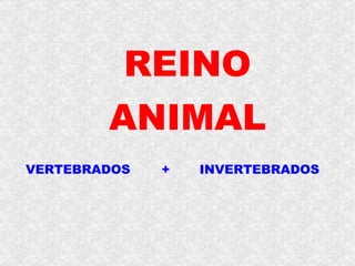 REINO   VERTEBRADOS  ANIMAL INVERTEBRADOS   + 