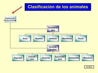 Clasificación de los animales ELI-2010 