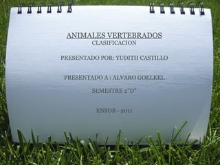 ANIMALES VERTEBRADOS CLASIFICACION PRESENTADO POR: YUDITH CASTILLO PRESENTADO A : ALVARO GOELKEL SEMESTRE 2&quot;D&quot; ENSDB - 2011 
