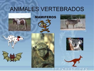 ANIMALES VERTEBRADOS
      MAMIFEROS
 