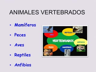 ANIMALES VERTEBRADOS

• Mamíferos

• Peces

• Aves

• Reptiles

• Anfibios
 