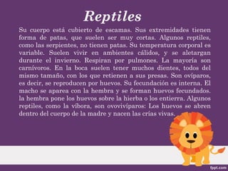 Reptiles
Su cuerpo está cubierto de escamas. Sus extremidades tienen
forma de patas, que suelen ser muy cortas. Algunos reptiles,
como las serpientes, no tienen patas. Su temperatura corporal es
variable. Suelen vivir en ambientes cálidos, y se aletargan
durante el invierno. Respiran por pulmones. La mayoría son
carnívoros. En la boca suelen tener muchos dientes, todos del
mismo tamaño, con los que retienen a sus presas. Son ovíparos,
es decir, se reproducen por huevos. Su fecundación es interna. El
macho se aparea con la hembra y se forman huevos fecundados.
la hembra pone los huevos sobre la hierba o los entierra. Algunos
reptiles, como la víbora, son ovovivíparos: Los huevos se abren
dentro del cuerpo de la madre y nacen las crías vivas.
 
