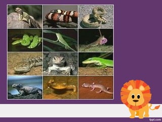 Animales vertebrados