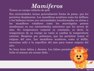 Mamíferos
Tienen su cuerpo cubierto de pelo
Sus extremidades tienen generalmente forma de patas, que les
permiten desplazarse. Los mamíferos acuáticos como los delfines
o las ballenas tienen sus extremidades transformadas en aletas y
los mamíferos voladores como los murciégalos poseen
membranas en sus extremidades anteriores que les sirven de
alas. Su temperatura corporal es constante, es decir, la
temperatura de su cuerpo no varia si cambia la temperatura
exterior. Respiran por pulmones, que les permiten tomar el
oxígeno del aire. Los mamíferos acuáticos, como el delfín,
necesitan salir a la superficie del mar para tomar oxígeno del
aire.
Su boca tiene labios y dientes. Los labios permiten succionar la
leche al mamar sin causar daño.
 