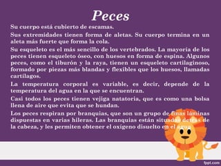 Peces
Su cuerpo está cubierto de escamas.
Sus extremidades tienen forma de aletas. Su cuerpo termina en un
aleta más fuerte que forma la cola.
Su esqueleto es el más sencillo de los vertebrados. La mayoría de los
peces tienen esqueleto óseo, con huesos en forma de espina. Algunos
peces, como el tiburón y la raya, tienen un esqueleto cartilaginoso,
formado por piezas más blandas y flexibles que los huesos, llamadas
cartílagos.
La temperatura corporal es variable, es decir, depende de la
temperatura del agua en la que se encuentran.
Casi todos los peces tienen vejiga natatoria, que es como una bolsa
llena de aire que evita que se hundan.
Los peces respiran por branquias, que son un grupo de finas láminas
dispuestas en varias hileras. Las branquias están situadas detrás de
la cabeza, y les permiten obtener el oxígeno disuelto en el agua.
 