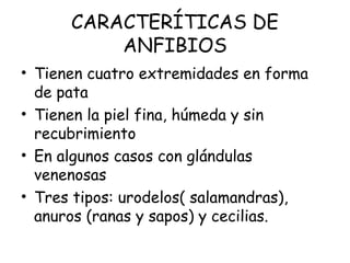 CARACTERÍTICAS DE
ANFIBIOS
• Tienen cuatro extremidades en forma
de pata
• Tienen la piel fina, húmeda y sin
recubrimiento
• En algunos casos con glándulas
venenosas
• Tres tipos: urodelos( salamandras),
anuros (ranas y sapos) y cecilias.
 