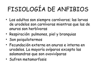 FISIOLOGÍA DE ANFIBIOS
• Los adultos son siempre carnívoros; las larvas
de urodelos son carnívoras mientras que las de
anuros son herbívoras
• Respiración: pulmones, piel y branquias
• Son poiquilotermos
• Fecundación externa en anuros e interna en
urodelos. La mayoría ovíparos excepto las
salamandras que son ovovivíparas
• Sufren metamorfosis
 