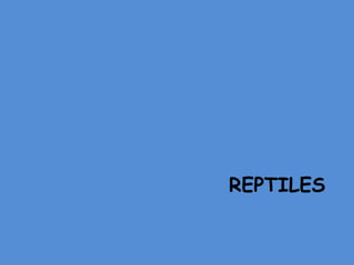 REPTILES
 