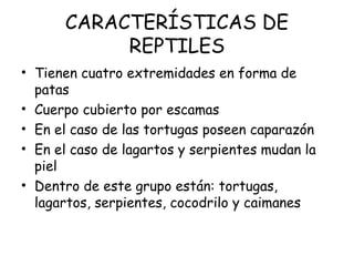 CARACTERÍSTICAS DE
REPTILES
• Tienen cuatro extremidades en forma de
patas
• Cuerpo cubierto por escamas
• En el caso de las tortugas poseen caparazón
• En el caso de lagartos y serpientes mudan la
piel
• Dentro de este grupo están: tortugas,
lagartos, serpientes, cocodrilo y caimanes
 