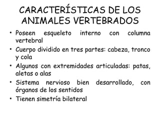 CARACTERÍSTICAS DE LOS
ANIMALES VERTEBRADOS
• Poseen esqueleto interno con columna
vertebral
• Cuerpo dividido en tres partes: cabeza, tronco
y cola
• Algunos con extremidades articuladas: patas,
aletas o alas
• Sistema nervioso bien desarrollado, con
órganos de los sentidos
• Tienen simetría bilateral
 