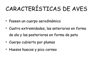 CARACTERÍSTICAS DE AVES
• Poseen un cuerpo aerodinámico
• Cuatro extremidades, las anteriores en forma
de ala y las posteriores en forma de pata
• Cuerpo cubierto por plumas
• Huesos huecos y pico corneo
 