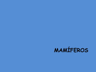 MAMÍFEROS
 