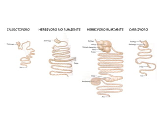 INSECTIVORO HERBIVORO NO RUMIENTE HERBIVORO RUMIANTE CARNIVORO
 