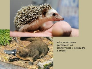 A los monotremas
pertenecen los
ornitorrincos y los equidna
o erizos.
 
