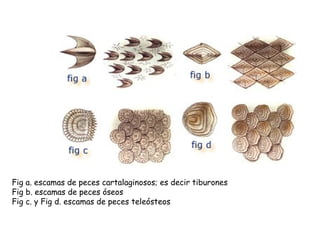 Fig a. escamas de peces cartalaginosos; es decir tiburones
Fig b. escamas de peces óseos
Fig c. y Fig d. escamas de peces teleósteos
 