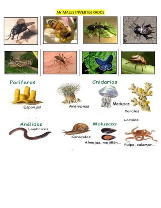 ANIMALES INVERTEBRADOS
 