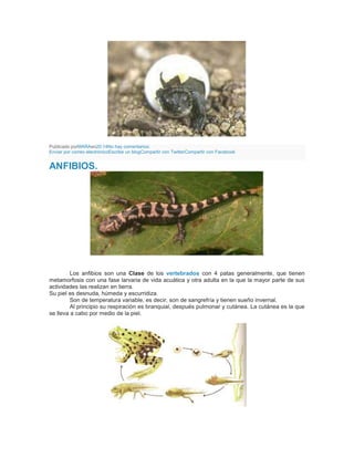 Publicado porMARAen20:14No hay comentarios:
Enviar por correo electrónicoEscribe un blogCompartir con TwitterCompartir con Facebook
ANFIBIOS.
Los anfibios son una Clase de los vertebrados con 4 patas generalmente, que tienen
metamorfosis con una fase larvaria de vida acuática y otra adulta en la que la mayor parte de sus
actividades las realizan en tierra.
Su piel es desnuda, húmeda y escurridiza.
Son de temperatura variable, es decir, son de sangrefría y tienen sueño invernal.
Al principio su respiración es branquial, después pulmonar y cutánea. La cutánea es la que
se lleva a cabo por medio de la piel.
 