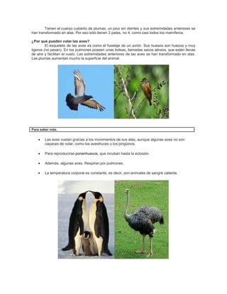 Tienen el cuerpo cubierto de plumas, un pico sin dientes y sus extremidades anteriores se
han transformado en alas. Por eso sólo tienen 2 patas, no 4, como casi todos los mamíferos.
¿Por qué pueden volar las aves?
El esqueleto de las aves es como el fuselaje de un avión. Sus huesos son huecos y muy
ligeros (no pesan). En los pulmones poseen unas bolsas, llamadas sacos aéreos, que están llenas
de aire y facilitan el vuelo. Las extremidades anteriores de las aves se han transformado en alas.
Las plumas aumentan mucho la superficie del animal.
Para saber más.
Las aves vuelan gracias a los movimientos de sus alas, aunque algunas aves no son
capaces de volar, como los avestruces o los pingüinos.
Para reproducirse ponenhuevos, que incuban hasta la eclosión.
Además, algunas aves. Respiran por pulmones.
La temperatura corporal es constante, es decir, son animales de sangre caliente.
 