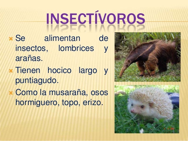 El Cuy - El Cuy El Cuy - El Cuy