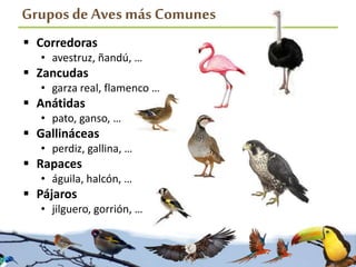 Grupos de Aves más Comunes
 Corredoras
• avestruz, ñandú, …
 Zancudas
• garza real, flamenco …
 Anátidas
• pato, ganso, …
 Gallináceas
• perdiz, gallina, …
 Rapaces
• águila, halcón, …
 Pájaros
• jilguero, gorrión, …
 