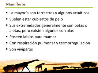 Mamíferos
 La mayoría son terrestres y algunos acuáticos
 Suelen estar cubiertos de pelo
 Sus extremidades generalmente son patas o
aletas, pero existen algunos con alas
 Poseen labios para mamar
 Con respiración pulmonar y termorregulación
 Son vivíparos
 