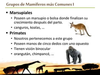 Grupos de Mamíferosmás Comunes I
 Marsupiales
• Poseen un marsupio o bolsa donde finalizan su
crecimiento después del parto.
• canguros, koalas, …
 Primates
• Nosotros pertenecemos a este grupo
• Poseen manos de cinco dedos con uno opuesto
• Tienen visión binocular
• orangután, chimpancé, …
 