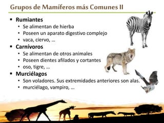 Grupos de Mamíferosmás Comunes II
 Rumiantes
• Se alimentan de hierba
• Poseen un aparato digestivo complejo
• vaca, ciervo, …
 Carnívoros
• Se alimentan de otros animales
• Poseen dientes afilados y cortantes
• oso, tigre, …
 Murciélagos
• Son voladores. Sus extremidades anteriores son alas.
• murciélago, vampiro, …
 