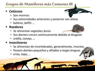 Grupos de Mamíferosmás Comunes III
 Cetáceos
• Son marinos
• Sus extremidades anteriores y posterior son aletas
• ballena, delfín …
 Roedores
• Se alimentan vegetales duros
• Sus dientes crecen continuamente debido al desgaste
• ardilla, conejo, …
 Insectívoros
• Se alimentan de invertebrados, generalmente, insectos.
• Poseen dientes pequeños y afilados o largas lenguas
• erizo, topo, …
 