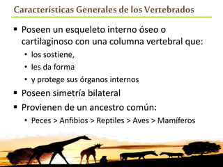 Características Generales de los Vertebrados
 Poseen un esqueleto interno óseo o
cartilaginoso con una columna vertebral que:
• los sostiene,
• les da forma
• y protege sus órganos internos
 Poseen simetría bilateral
 Provienen de un ancestro común:
• Peces > Anfibios > Reptiles > Aves > Mamíferos
 
