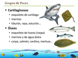 Grupos de Peces
 Cartilaginosos
• esqueleto de cartílago
• marinos
• tiburón, raya, esturión…
 Óseos
• esqueleto de hueso (raspa)
• marinos y de agua dulce
• carpa, salmón, sardina, merluza…
 