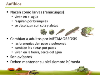 Anfibios
 Nacen como larvas (renacuajos)
• viven en el agua
• respiran por branquias
• se desplazan con cola y aletas
 Cambian a adultos por METAMORFOSIS
• las branquias dan paso a pulmones
• cambian las aletas por patas
• viven en la tierra, cerca del agua
 Son ovíparos
 Deben mantener su piel siempre húmeda
 