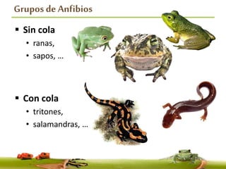 Grupos de Anfibios
 Sin cola
• ranas,
• sapos, …
 Con cola
• tritones,
• salamandras, …
 