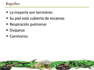 Reptiles
 La mayoría son terrestres
 Su piel está cubierta de escamas
 Respiración pulmonar
 Ovíparos
 Carnívoros
 