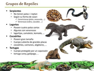 Grupos de Reptiles
 Serpientes
• No tienen patas > reptan
• Según su forma de cazar:
 Constrictoras (pitón, anaconda, …)
 Venenosas (cobra, cascabel, …)
 Lagartos
• Poseen cuatro patas cortas
• Algunos son venenosos
• lagartijas, camaleón, komodo, …
 Cocodrilos
• Poseen gran tamaño
• Cuerpo cubierto de grandes placas
• cocodrilos, caimanes, aligátores, …
 Tortugas
• Cuerpo protegido por un caparazón
• tortuga carey, galápago, …
 