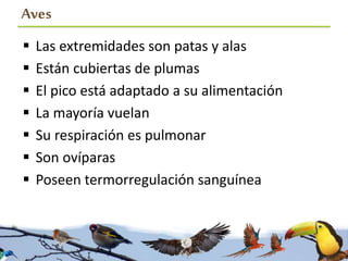 Aves
 Las extremidades son patas y alas
 Están cubiertas de plumas
 El pico está adaptado a su alimentación
 La mayoría vuelan
 Su respiración es pulmonar
 Son ovíparas
 Poseen termorregulación sanguínea
 