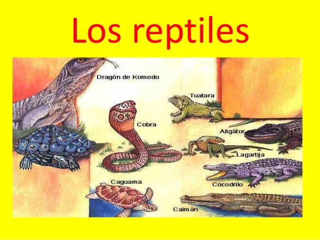 Porque Los Reptiles Reciben Ese Nombre