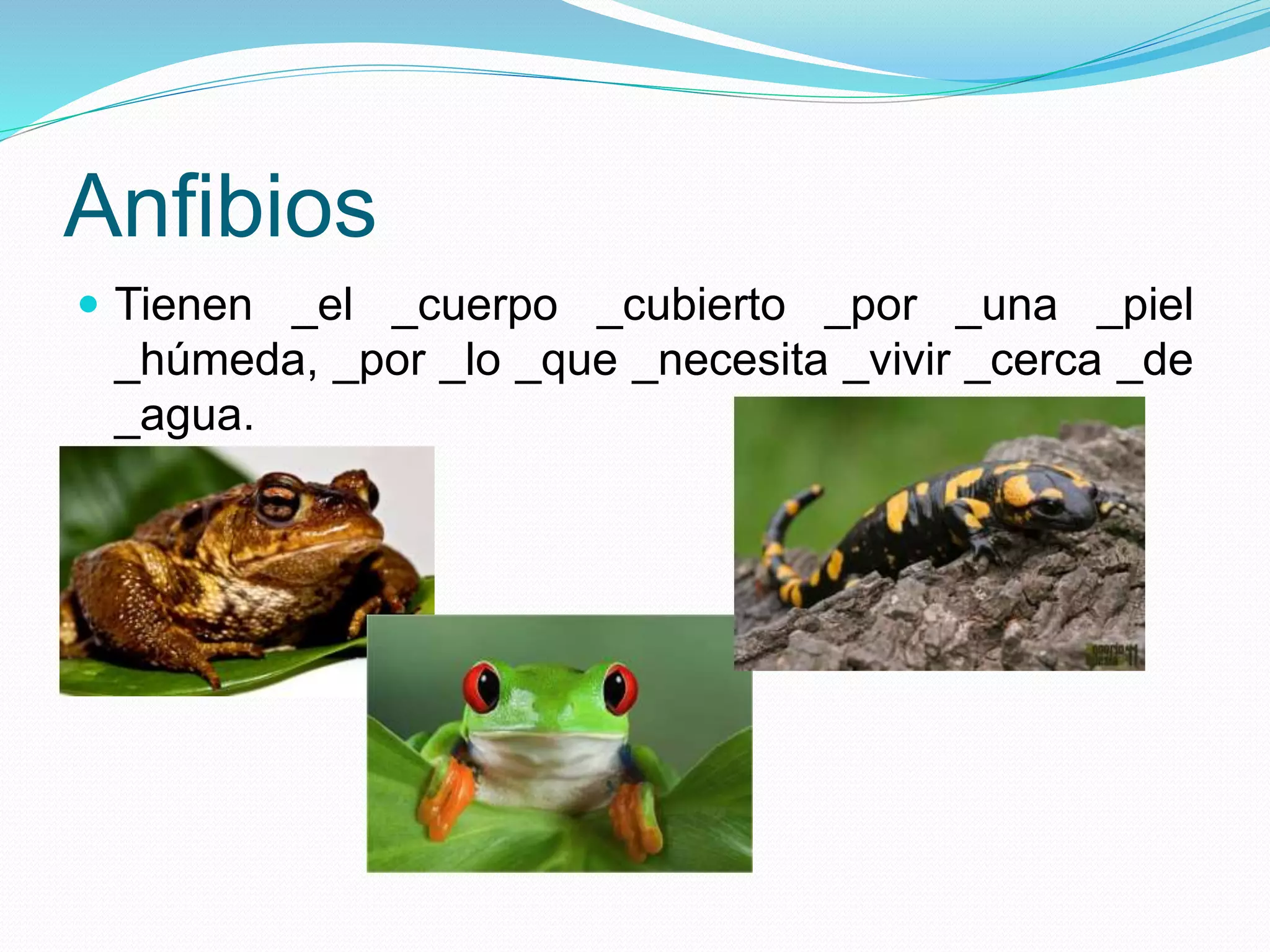 Anfibios
Tienen _el _cuerpo _cubierto _por _una _piel
_húmeda, _por _lo _que _necesita _vivir _cerca _de
_agua.